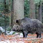 Wildschwein; Sus scrofa scrofa